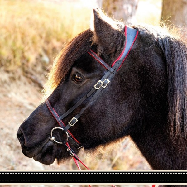 Trensen 2022 anatomisch Litbrá_klein